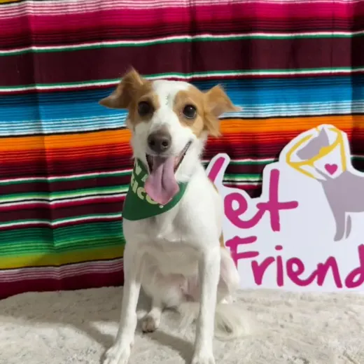 Perrito blanco con café, sonriente, con un paliacate verde frente a un sarape y el letrero de Vet Friendly