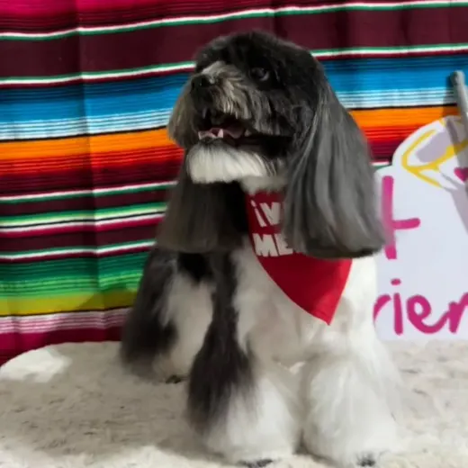 Perrito de pelo largo blanco y negro con un paliacate rojo de Viva México