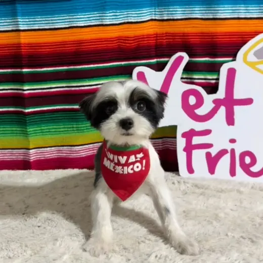 Cachorro blanco y negro con un paliacate rojo de Viva México junto al letrero de Vet Friendly
