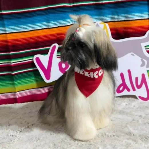 Shih tzu de pelo largo con moño y paliacate rojo