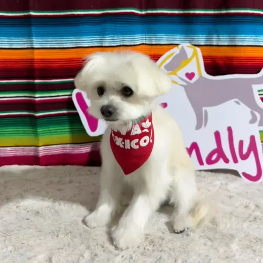 Perrito maltés blanco con paliacate rojo frente a un sarape de colores