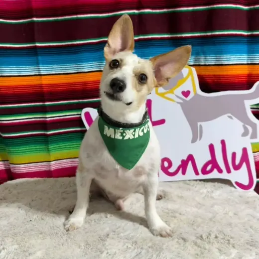 Perrito blanco de orejas grandes con un paliacate verde y la cabeza ladeada
